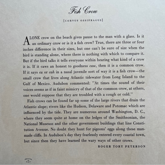 Vintage Audubon Birds of America Lithograph Print, Fish Crow - Picture 4 of 4